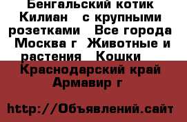 Бенгальский котик Килиан , с крупными розетками - Все города, Москва г. Животные и растения » Кошки   . Краснодарский край,Армавир г.